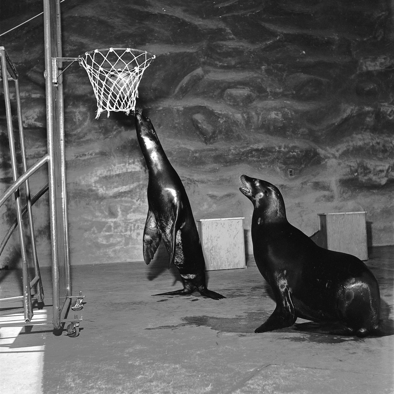 Illustration for article titled Strange Historic Photos Of Intelligent Animals